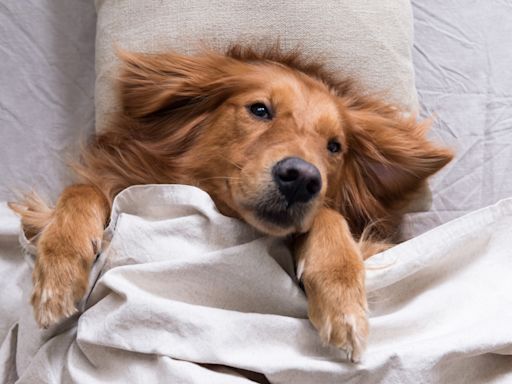 Golden Retriever Dad’s Parody of Letting a Dog Sleep in Bed Is So Spot-on