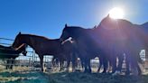 13 horses from Calgary Stampede Ranch compete at National Finals Rodeo