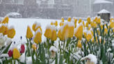 Northern Hemisphere experiencing significant losses in spring snow cover