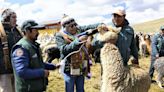 Heladas: Gobierno lanza en Puno Campaña Nacional de Dosificación de Camélidos y Ovinos