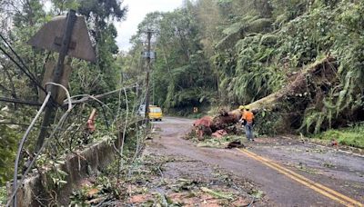 台電冒雨5小時搶修 南投樹倒釀2257戶停電已全數復電