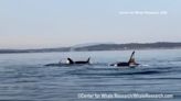 Skinny orcas bring emergency order for whale-watchers to keep distance