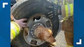 New Jersey firefighters rescue 11-month old Labrador pup stuck in spare tire