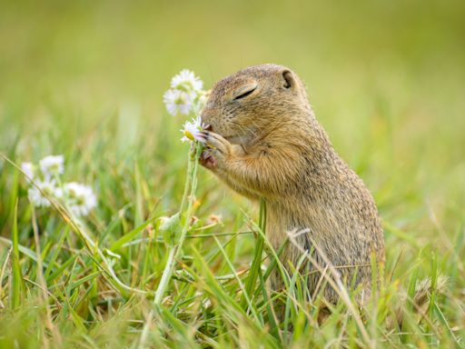 Sweet Baby Squirrel Noshes on Flower Petals When There Are No Nuts To Be Found