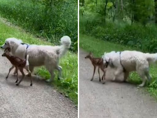 Golden retriever encounters wild animal, no one predicts what happens next