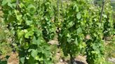 "Une croissance de 10% par an": le vin désalcoolisé, un marché que la France espère bien exploiter