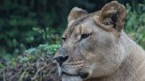 Akili the Lioness Killed by Male Lion During the Animals' Introduction at Birmingham Zoo