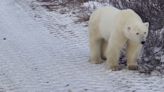 Un oso polar mató a una mujer y un chico en un pueblo de Alaska