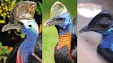 ​Captivating insights you need to learn about the formidable cassowary​