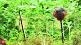 Farmer groups demanding law on MSP guarantee defer 'Dilli Chalo' call