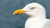 Extinction warning issued as common gulls and four other species join UK red list