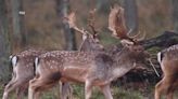 200,000 deer hunted in NYS during most recent season