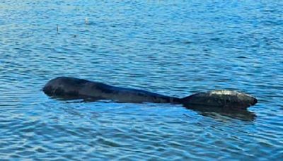 Police SHOOT juvenile whale after it got stranded in Thames estuary