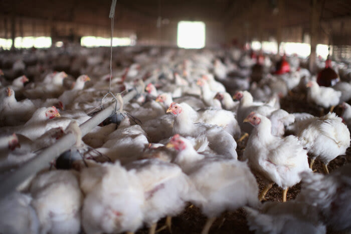 More northeastern Colorado poultry workers infected with bird flu