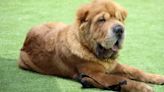 Shar Pei: necesidades, personalidad y todo lo que tienes que saber sobre este perro