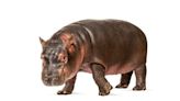 Baby Hippo Trying to Chomp on a Whole Papaya at the Cincinnati Zoo Is Cuteness Overload