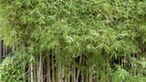 You Can Easily Grow Bamboo In Your Garden—Here's How