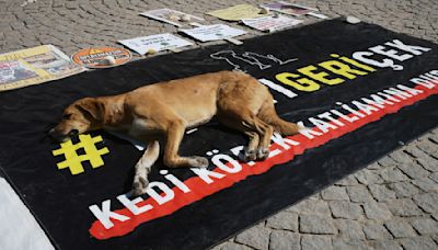 'The Massacre Law': Why Turkey wants to cull 4 million stray dogs