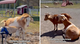 All the "wholesome things" goat dad does for his disabled daughter