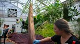 CSU sniffs botanical behemoth Cosmo the corpse flower