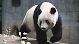 Foreign-Born Giant Pandas Adapt To New Life In China