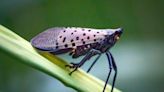 Lanternflies Are Spreading in the US: How to Protect Your Property