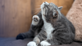 Consejos de veterinaria por si un gato se rasca mucho