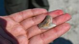 Searching for shark teeth in SC? Tips you were told may be wrong. Here’s how to find them