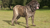 Dad's 'Heart-to-Heart' with Huge English Mastiff Couldn't Be Sweeter