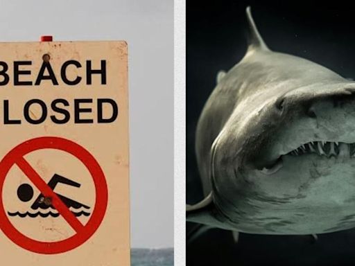 ¡Derribó a un surfista! Cierran playa en California por presencia de tiburón