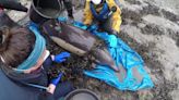 Rescuers fight to save dolphin stranded in shallow water in Cornwall