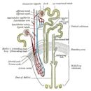 Proximal tubule