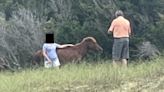 ‘Blockhead’ who posed for photo with wild horse is kicked…and cited