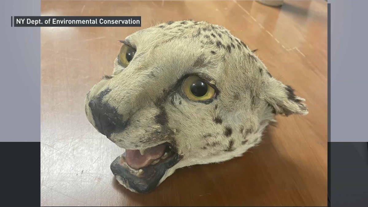 Brooklyn man admits he sold exotic animal parts, including cougar head, to undercover officer