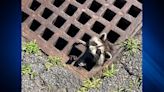 Quick thinking DPW workers rescue a raccoon from a rough situation in Malden