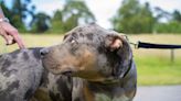 No cull expected under American XL bully dogs ban, says chief vet