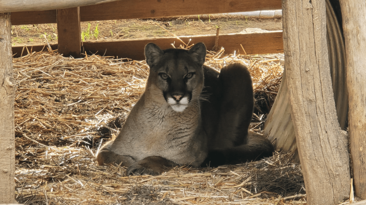 Mountain lion hit by car returns to wild after recovering in Ramona