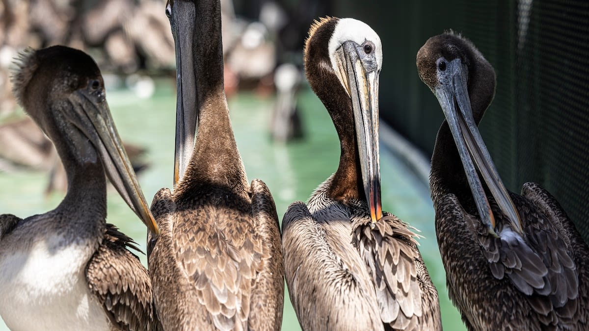 California brown pelicans are starving to death—despite plenty to eat