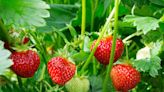How and When to Fertilize Strawberries for the Best Harvest
