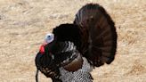 Turkey hunting season begins soon in Pa.: Here’s what you should know