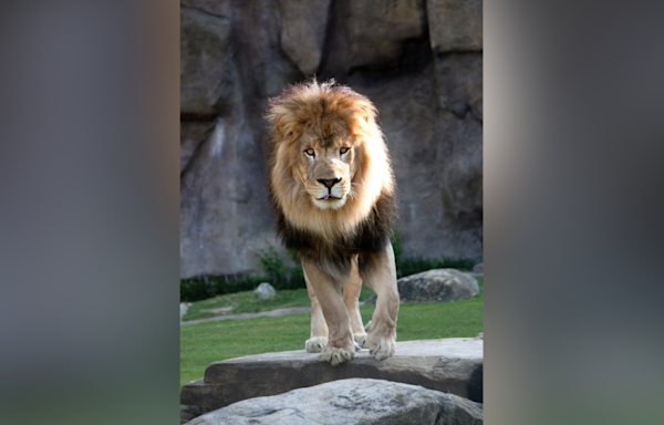 Leo III, the University of North Alabama’s lion, has died