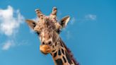 Giraffe plucks a 2-year-old toddler out of a pickup truck at Texas wildlife park — then puts her back! (video)