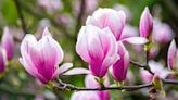 Magnolia trees: how to plant for success