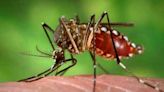 Yellow fever mosquito spotted in this Roseville neighborhood, vector officials say