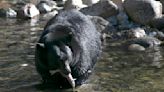 Killer bear: Woman's death inside her home marks California's first fatal black bear attack