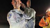 Large rabbit rescued from highway in Santa Cruz County