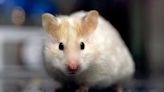 Scientists 'really surprised' after gene-editing experiment unexpectedly turn hamsters into hyper-aggressive bullies