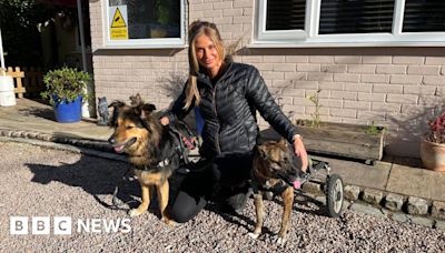 Rescue dogs: Kent paralysed pet charity suffers fall in donations