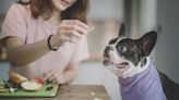 What Human Foods Can Dogs Eat? 9 Treats You Can Safely Share With Your Pet — Best Life