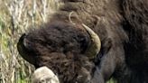 Raros e não rastreados: o que faz um filhote de bisão ser branco?
